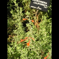 Zauschneria Californica (fam Onagracees) (Am. du nord) (2)